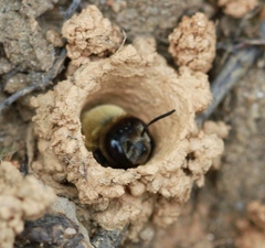 Ptilothrix bombiformis