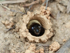 Ptilothrix bombiformis