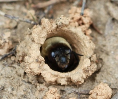 Ptilothrix bombiformis