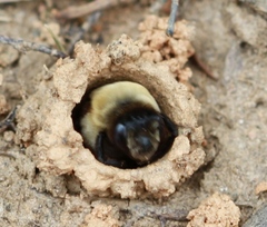 Ptilothrix bombiformis