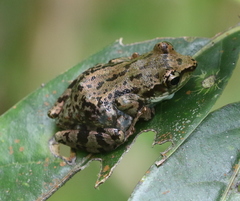Guibemantis liber