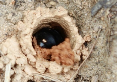 Ptilothrix bombiformis