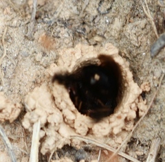 Ptilothrix bombiformis