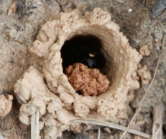 Ptilothrix bombiformis