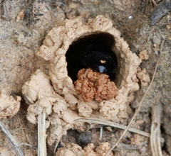 Ptilothrix bombiformis