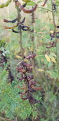 Indigofera cryptantha cryptantha