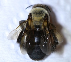 Ptilothrix bombiformis