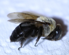 Ptilothrix bombiformis