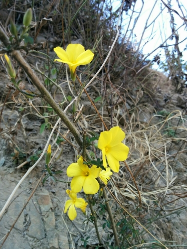 Image of Reinwardtia indica by (c) Ramnarayan K, some rights reserved (CC BY)