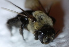 Ptilothrix bombiformis