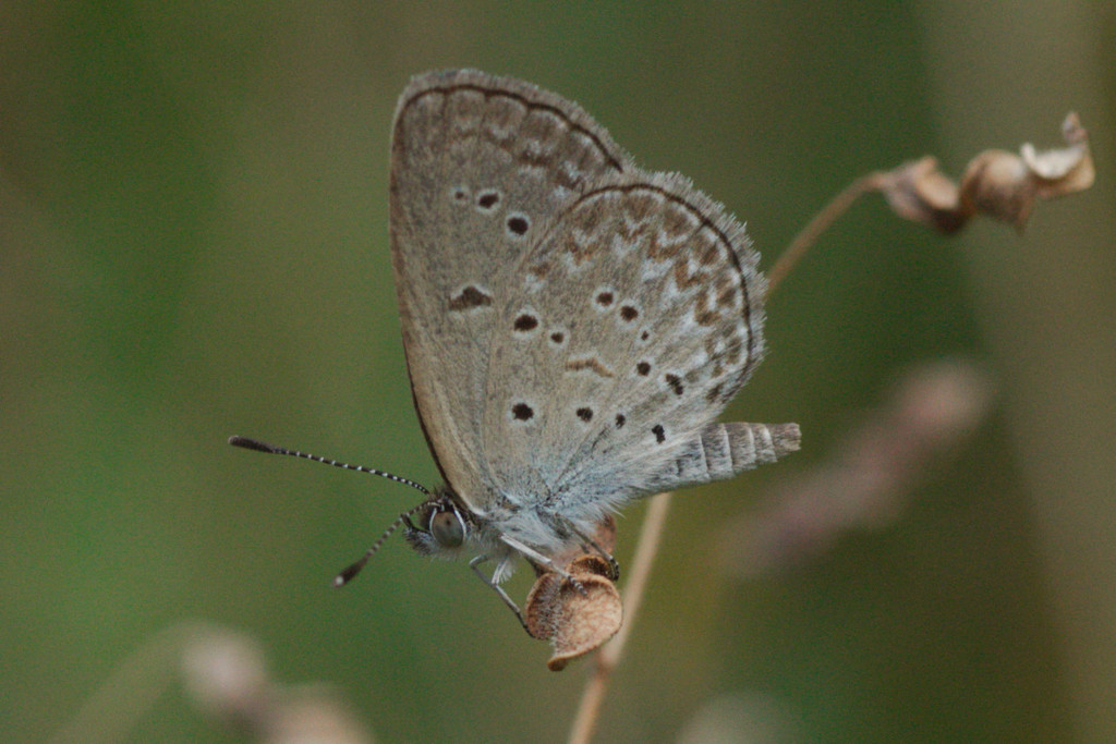 Clover Blue