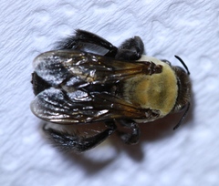Ptilothrix bombiformis