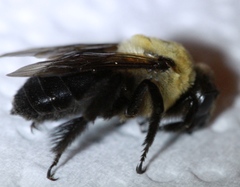 Ptilothrix bombiformis