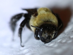 Ptilothrix bombiformis