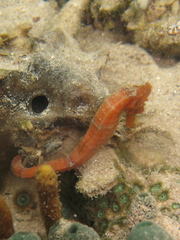 Hippocampus reidi