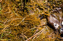 Palustriella falcata