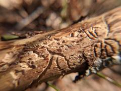 Pityogenes bidentatus