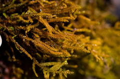 Palustriella falcata