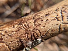 Pityogenes bidentatus