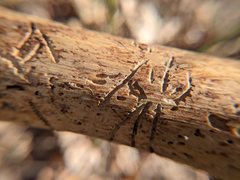 Pityogenes bidentatus