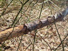 Pityogenes bidentatus