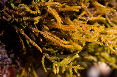 Palustriella falcata