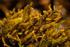 Palustriella falcata