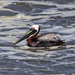 Pelecanus occidentalis occidentalis