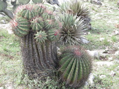 Ferocactus haematacanthus