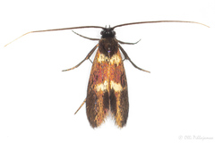 Cauchas fibulella