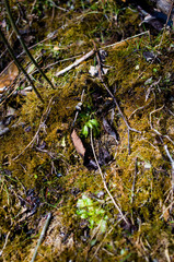 Palustriella falcata