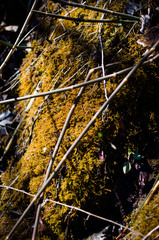 Palustriella falcata