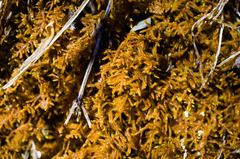 Palustriella falcata