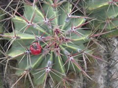 Ferocactus haematacanthus