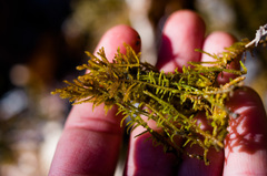 Palustriella falcata