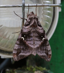 Maassenia heydeni