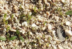 Lysimachia linum-stellatum