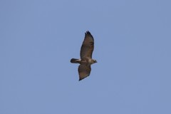 Buteo japonicus