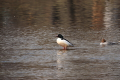 Mergus merganser