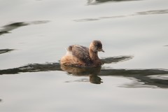 Tachybaptus ruficollis