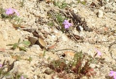 Malcolmia littorea