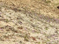 Malcolmia littorea
