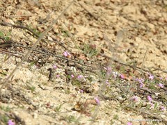 Malcolmia littorea
