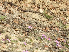 Malcolmia littorea