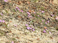 Malcolmia littorea