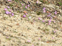 Malcolmia littorea