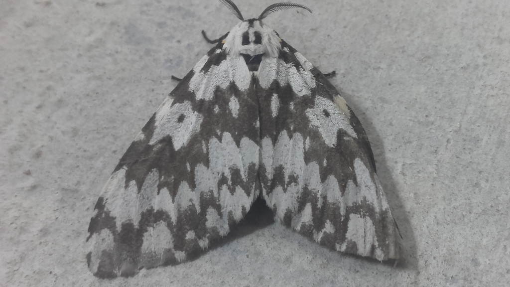 Kheriya Insect Beatria from Alakkad, Kerala 670307, India on December 10, 2020 at 09: ...