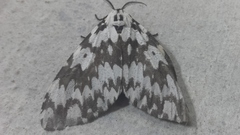 Lymantria marginata