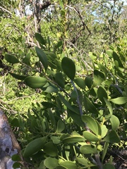Maytenus phyllanthoides