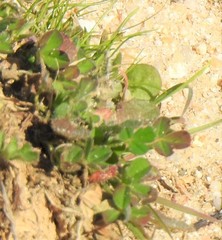 Trifolium cherleri
